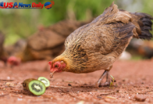 can chickens eat kiwi skin