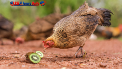 can chickens eat kiwi skin