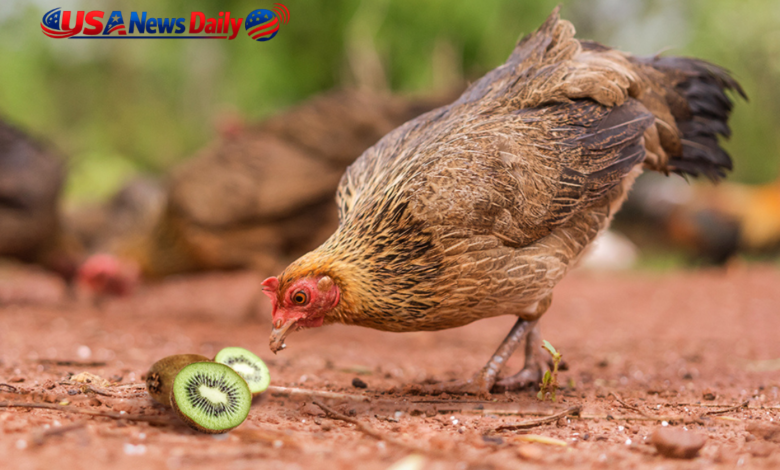 can chickens eat kiwi skin
